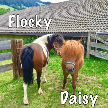 Unsere Ponys Flocky und Daisy