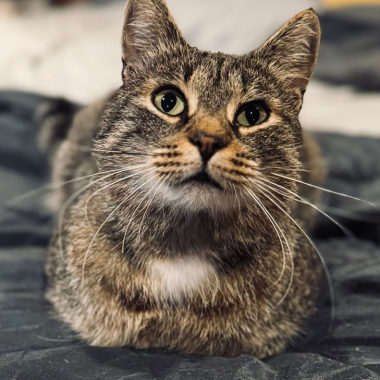 LEO
